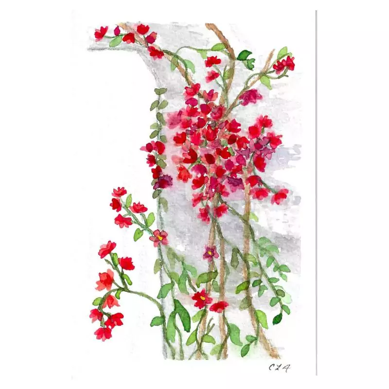 Climbing Bougainvillea