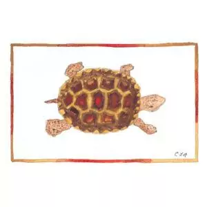 Diamondback Terrapin