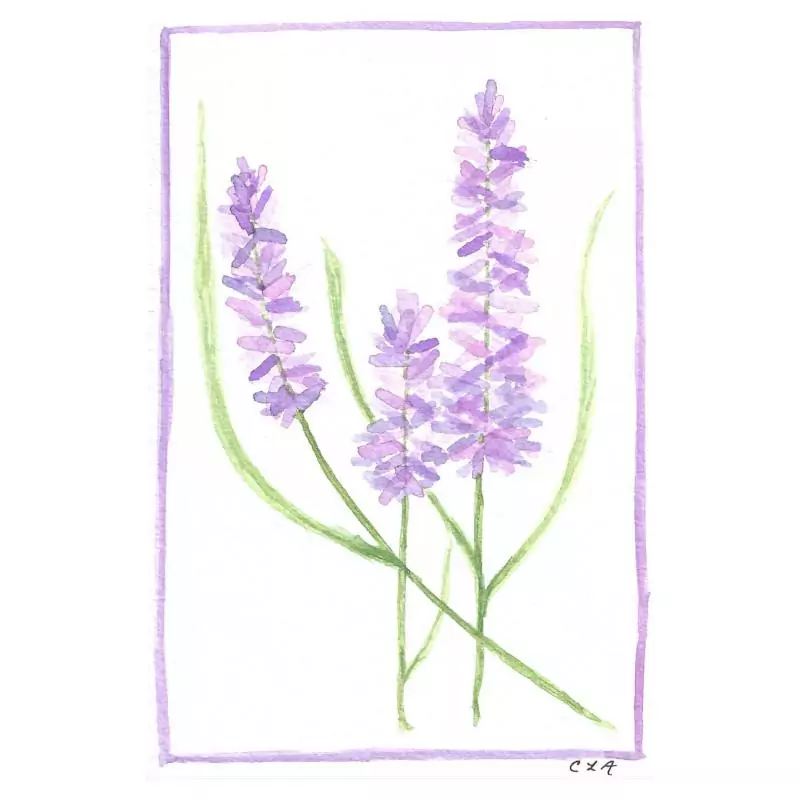 Lavender