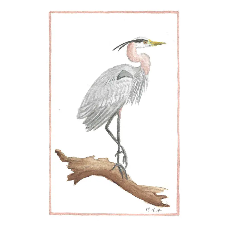 Blue Heron